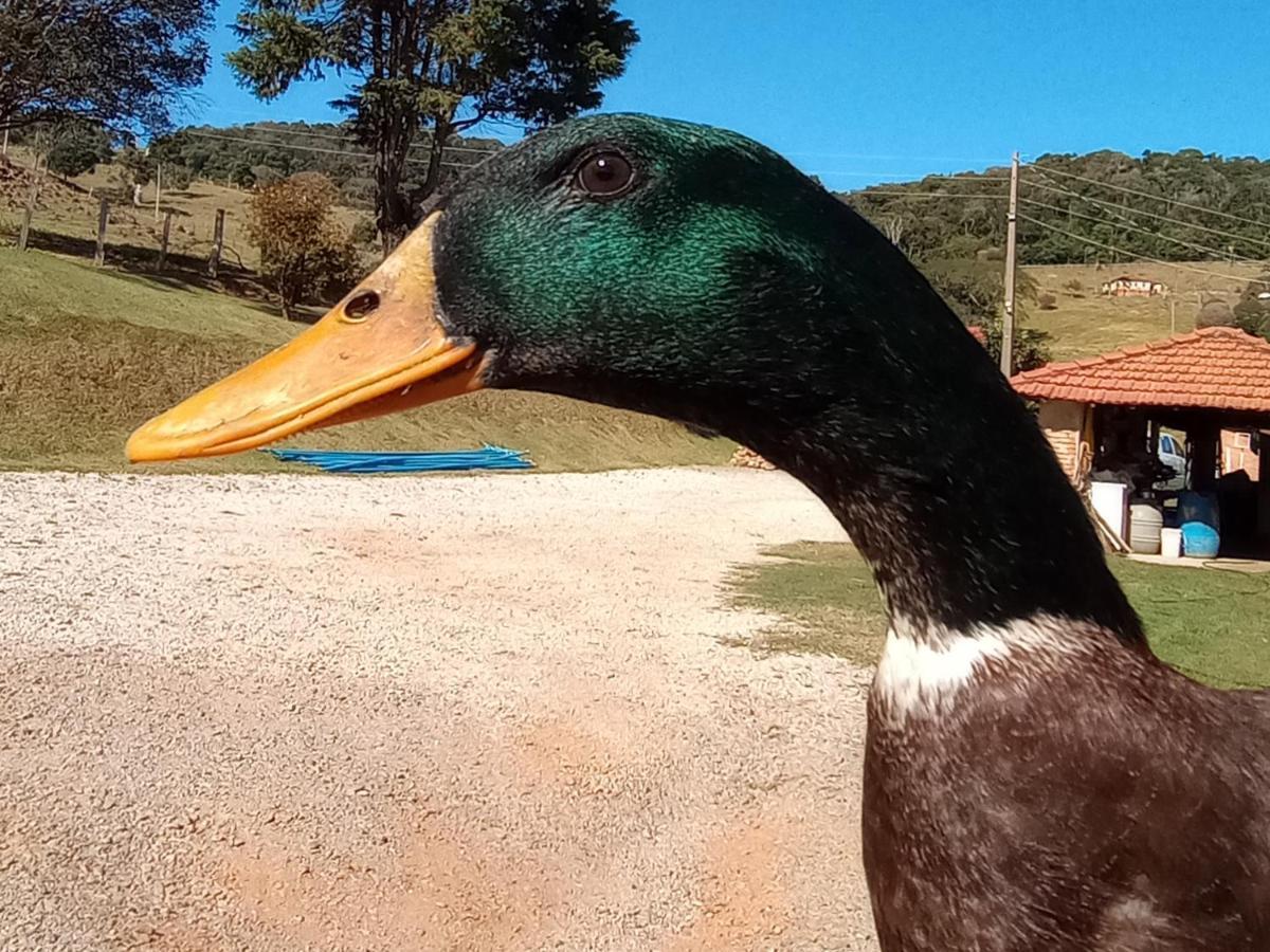 Sitio No Interior De Sp Para Curtir A Natureza Águas da Prata Buitenkant foto